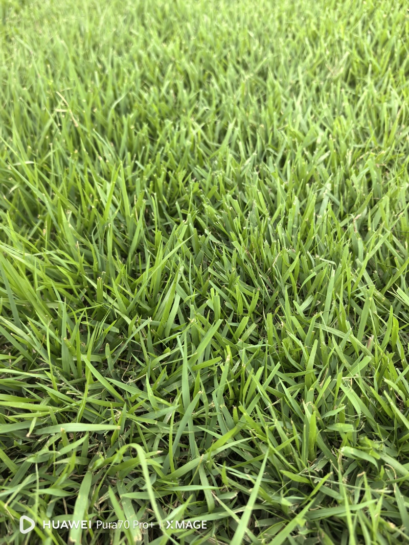 中华结缕草草坪