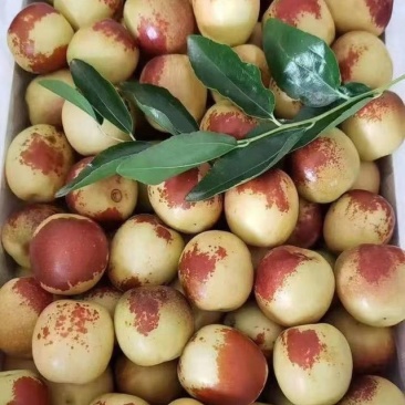大荔冬枣