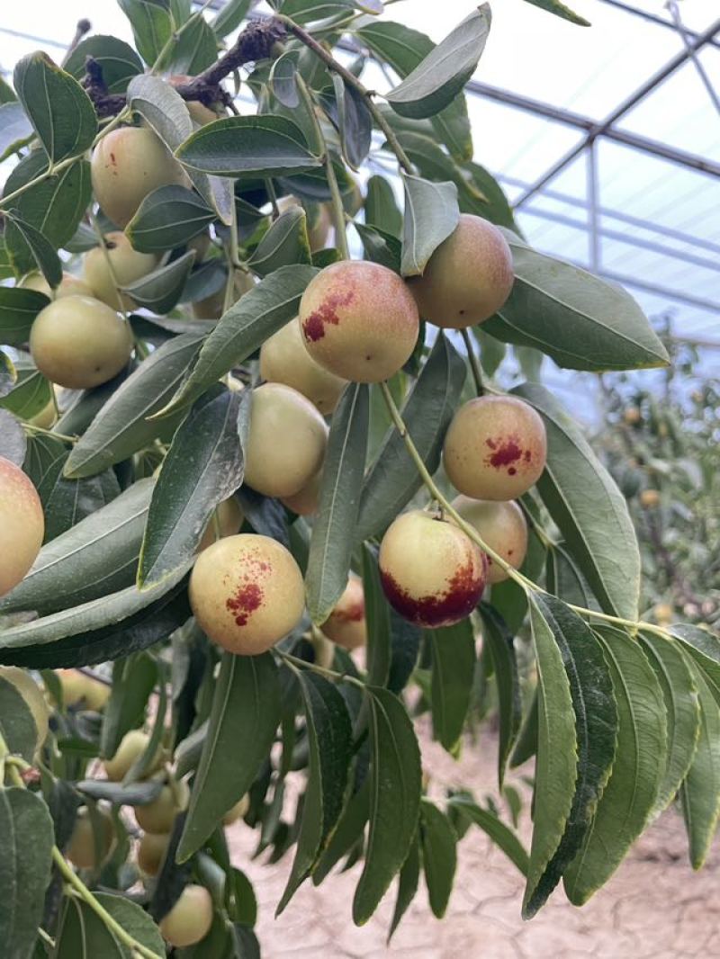 大荔冬枣
