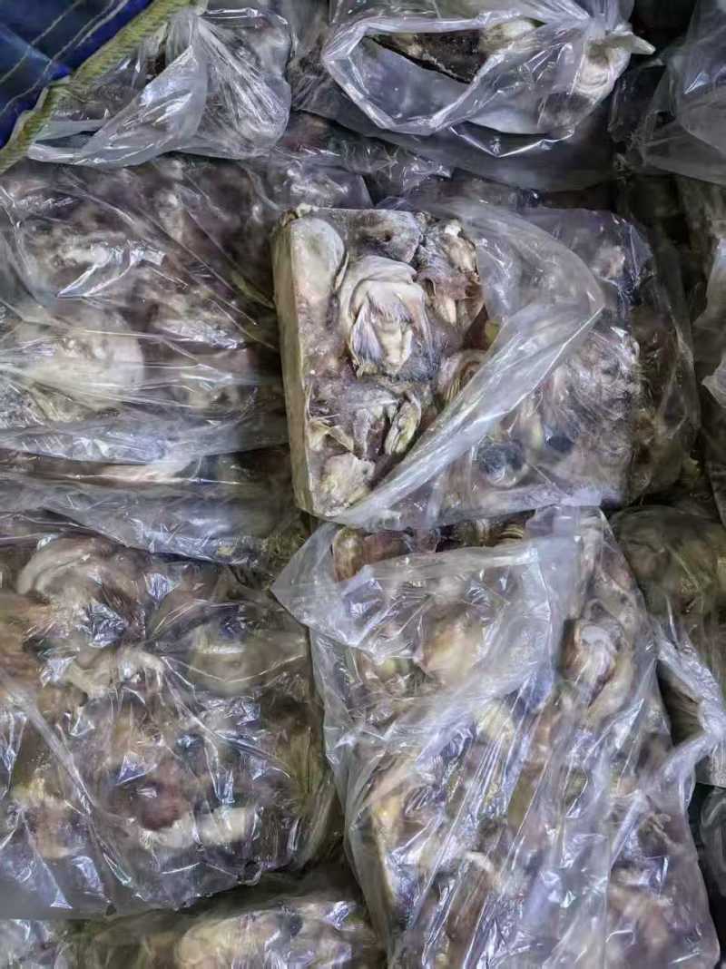 海兔子头25斤干冰装车实拍