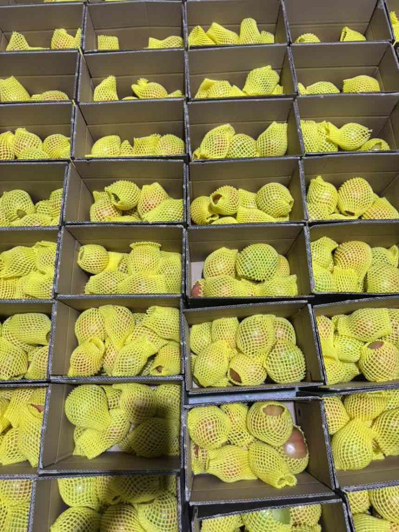 老安阳内黄品种西红柿电商货支持一键代发100单起