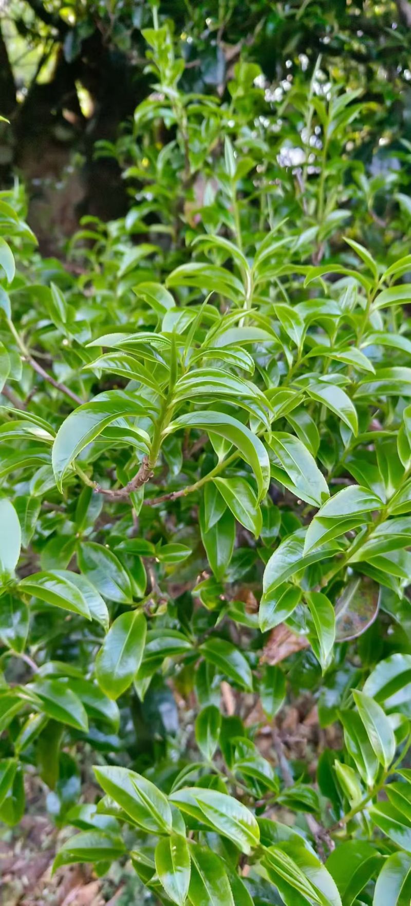 野生古树红茶！