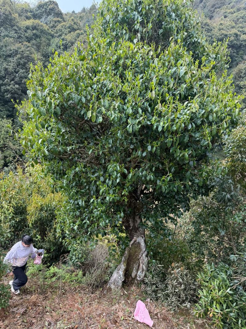 野生古树红茶！