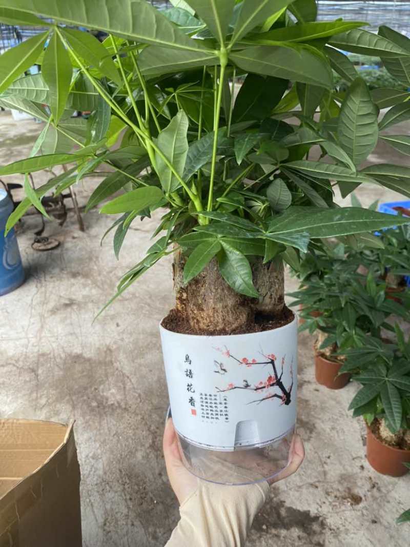 发财树
