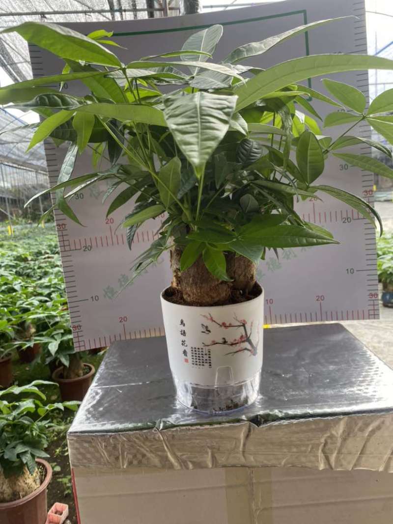 发财树