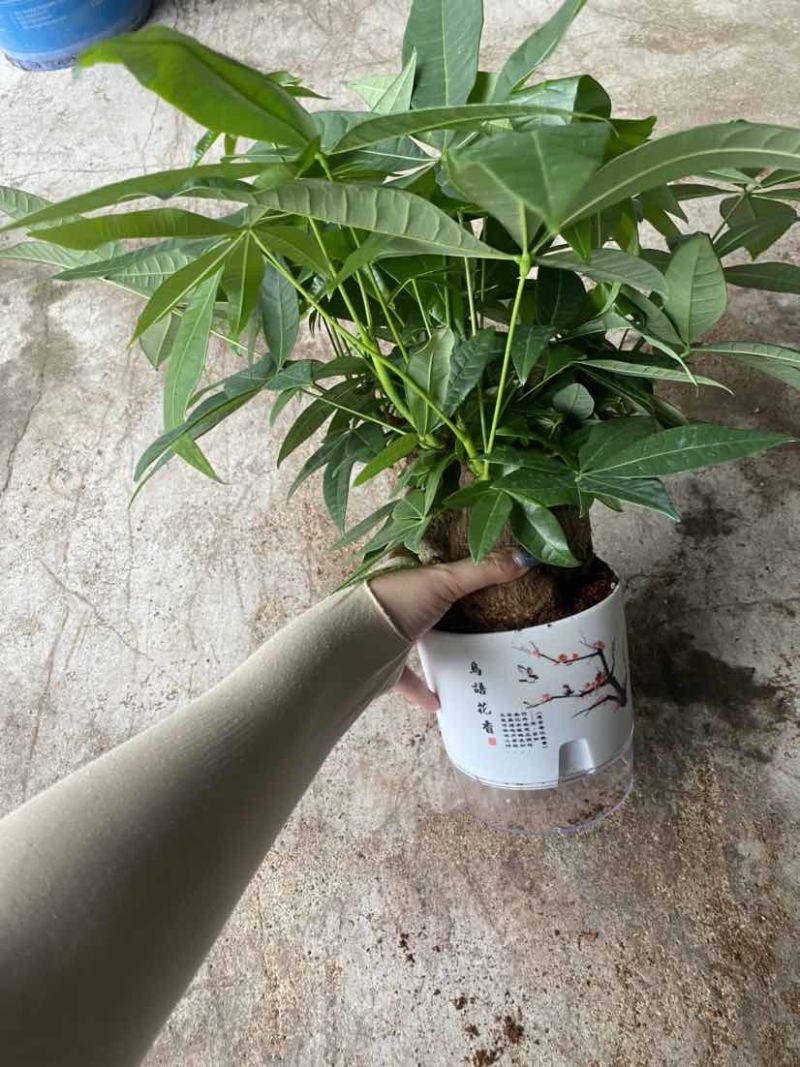 发财树