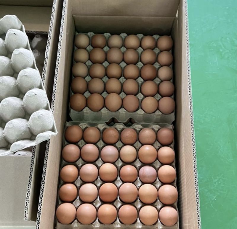 红壳鸡蛋厂里直发价格优美