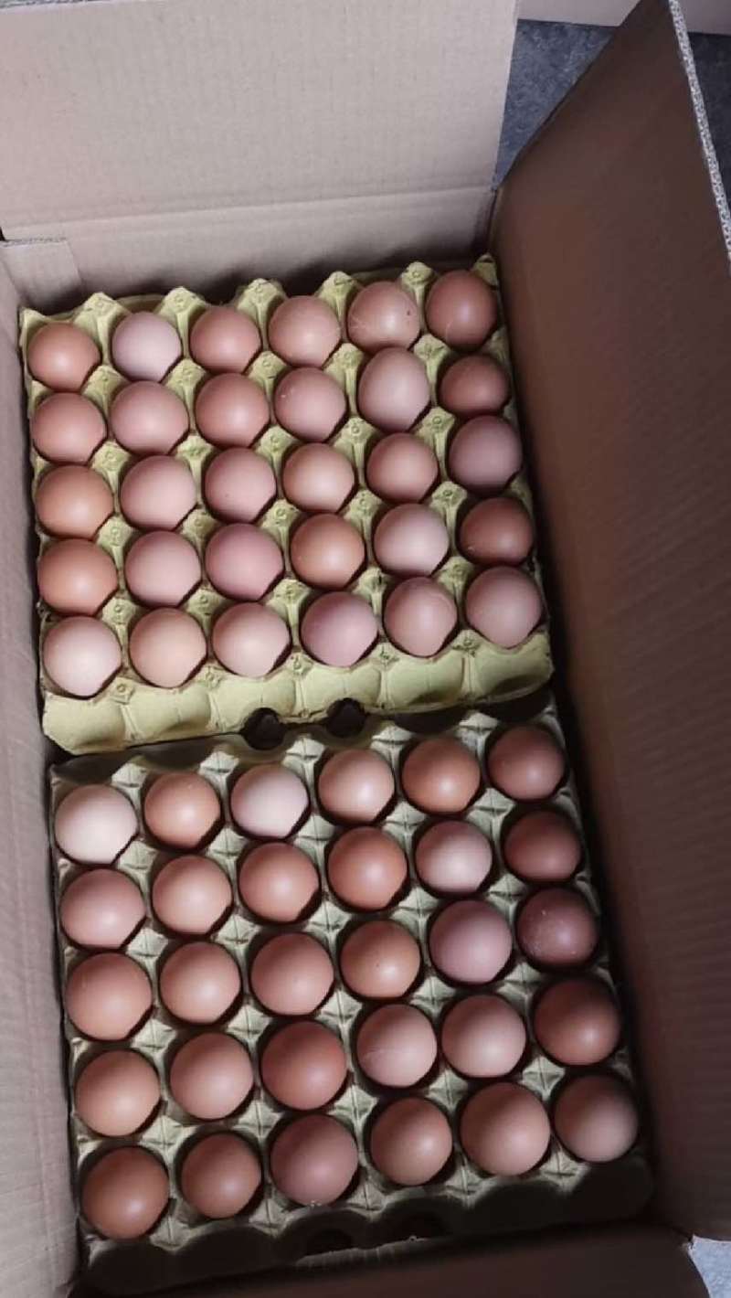红壳鸡蛋厂里直发价格优美