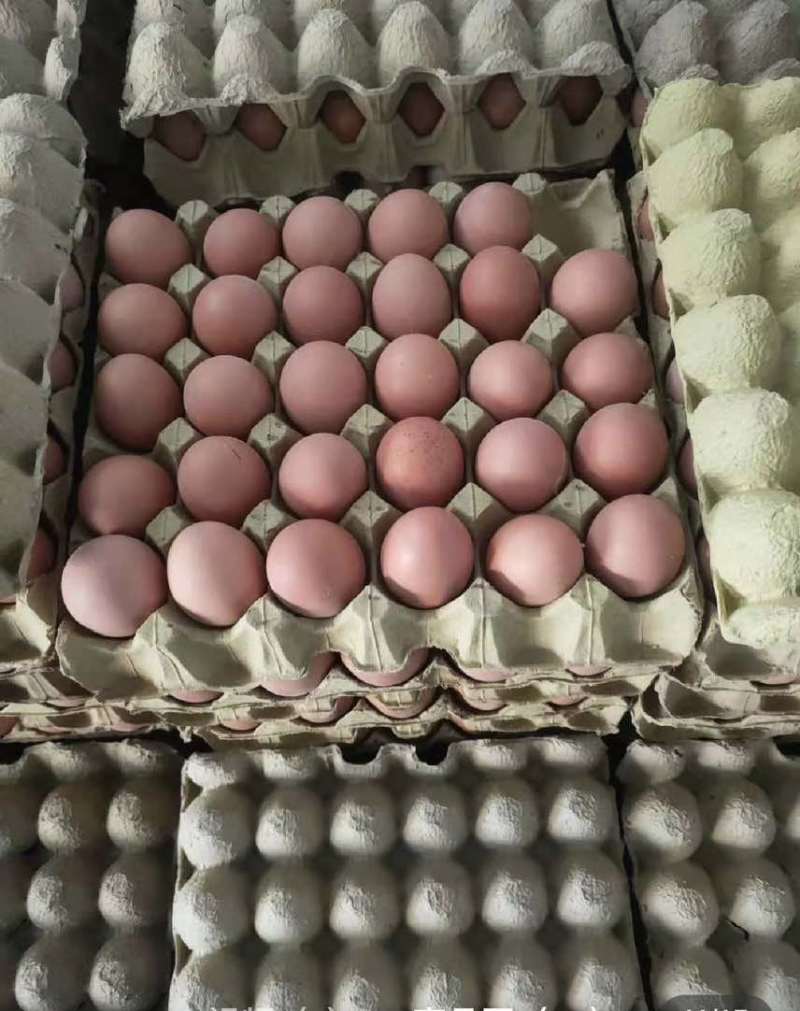 红壳鸡蛋厂里直发价格优美
