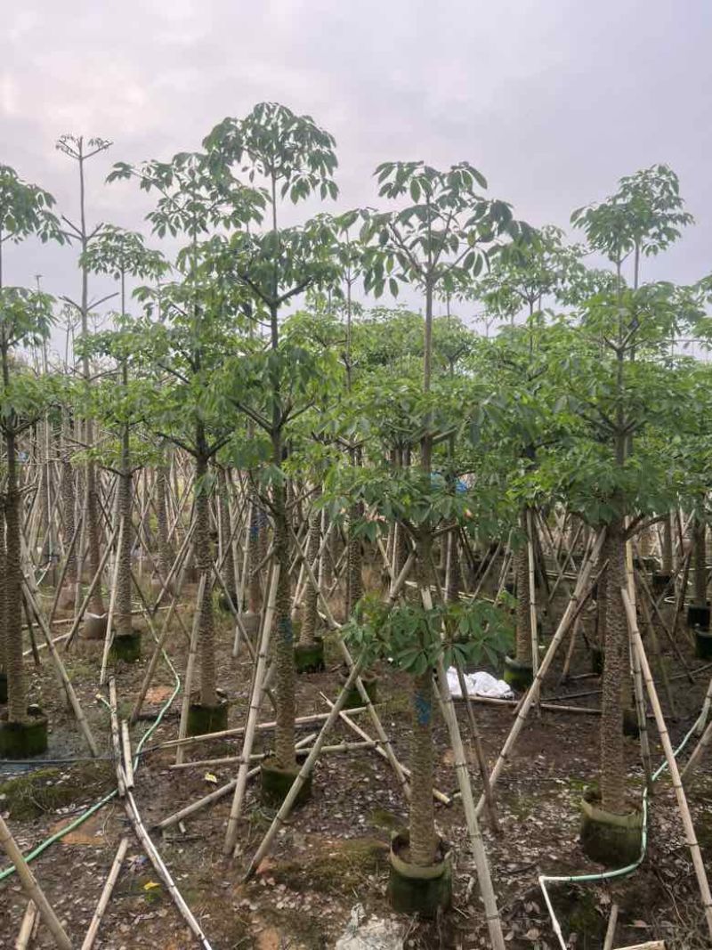 本地木棉3-30分，基地直销，一手货源，大量低价出售