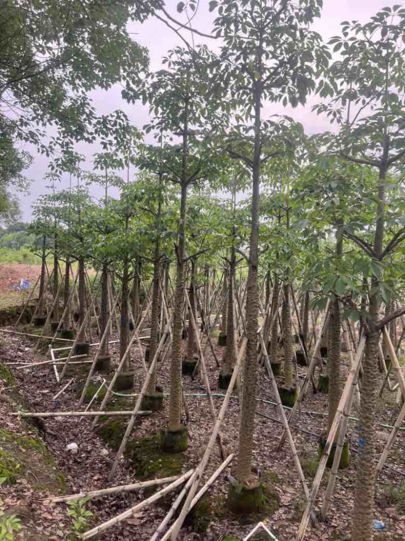 本地木棉3-30分，基地直销，一手货源，大量低价出售