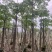 本地木棉3-30分，基地直销，一手货源，大量低价出售