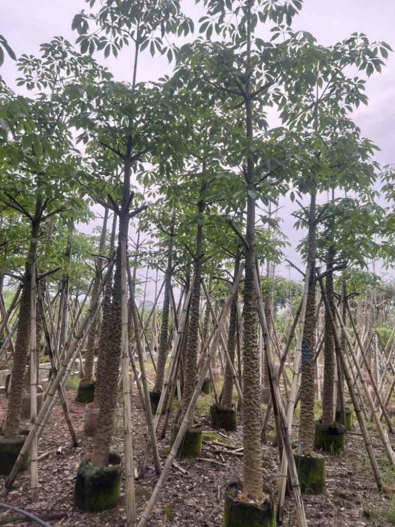 本地木棉3-30分，基地直销，一手货源，大量低价出售