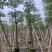 本地木棉3-30分，基地直销，一手货源，大量低价出售