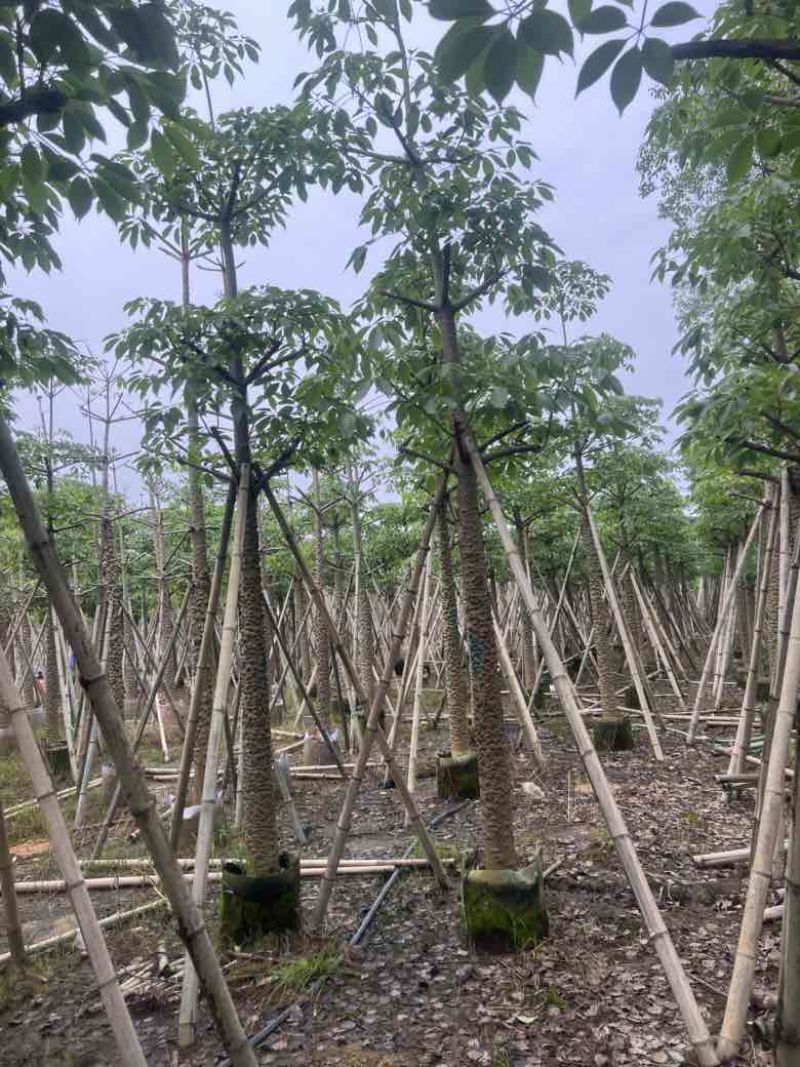 本地木棉3-30分，基地直销，一手货源，大量低价出售