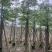 本地木棉3-30分，基地直销，一手货源，大量低价出售