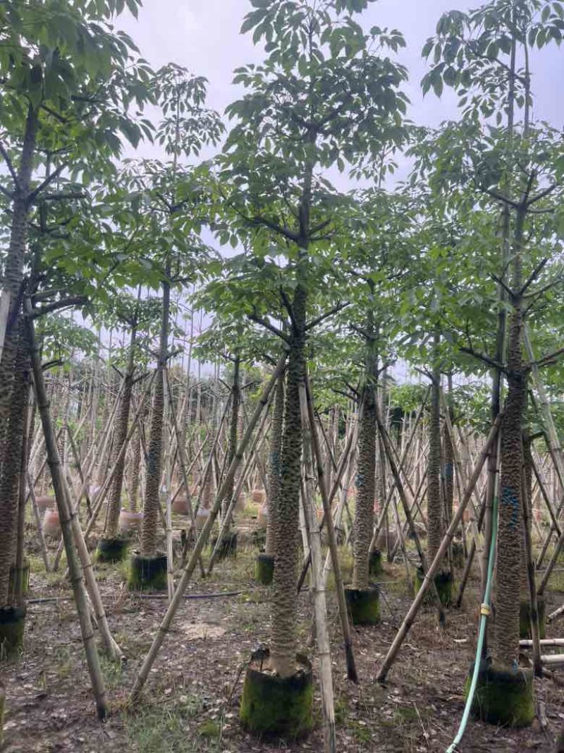 本地木棉3-30分，基地直销，一手货源，大量低价出售