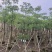 本地木棉3-30分，基地直销，一手货源，大量低价出售