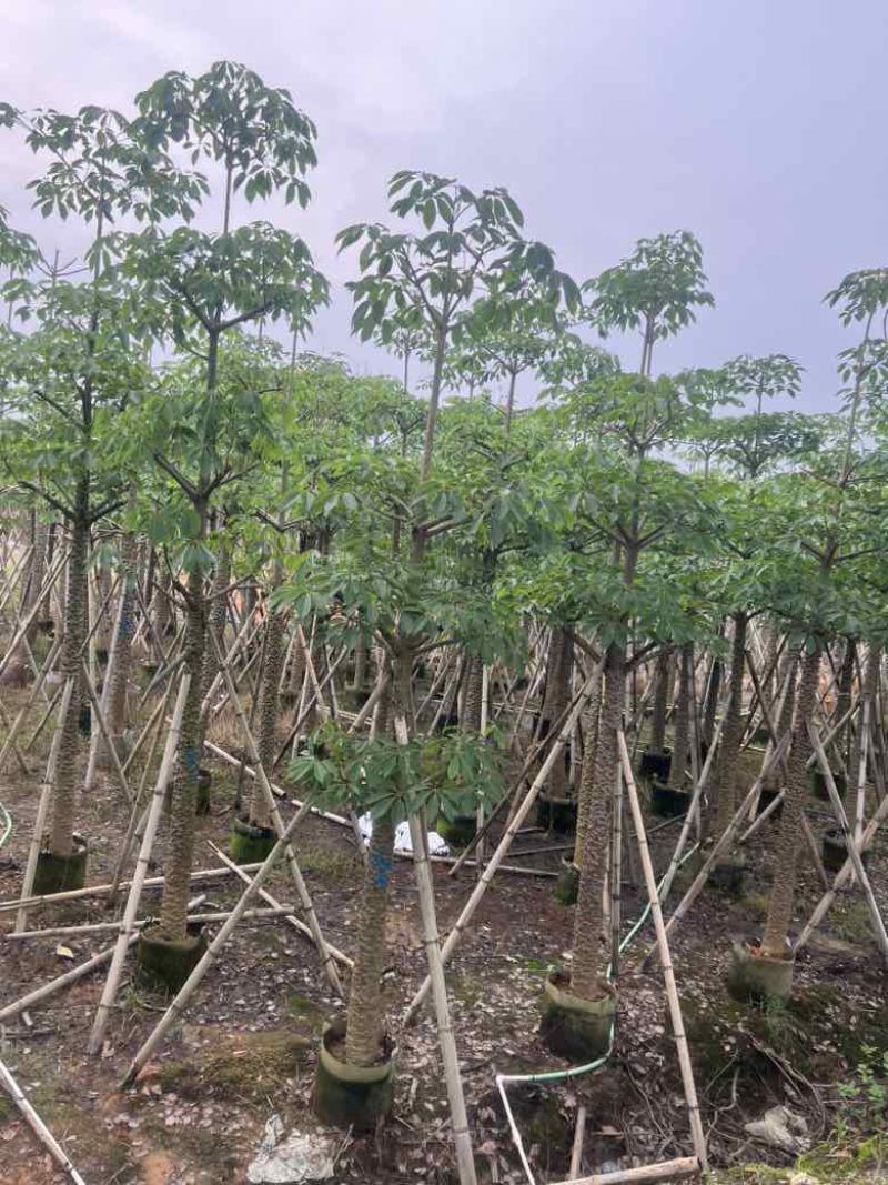 本地木棉3-30分，基地直销，一手货源，大量低价出售