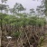 本地木棉3-30分，基地直销，一手货源，大量低价出售
