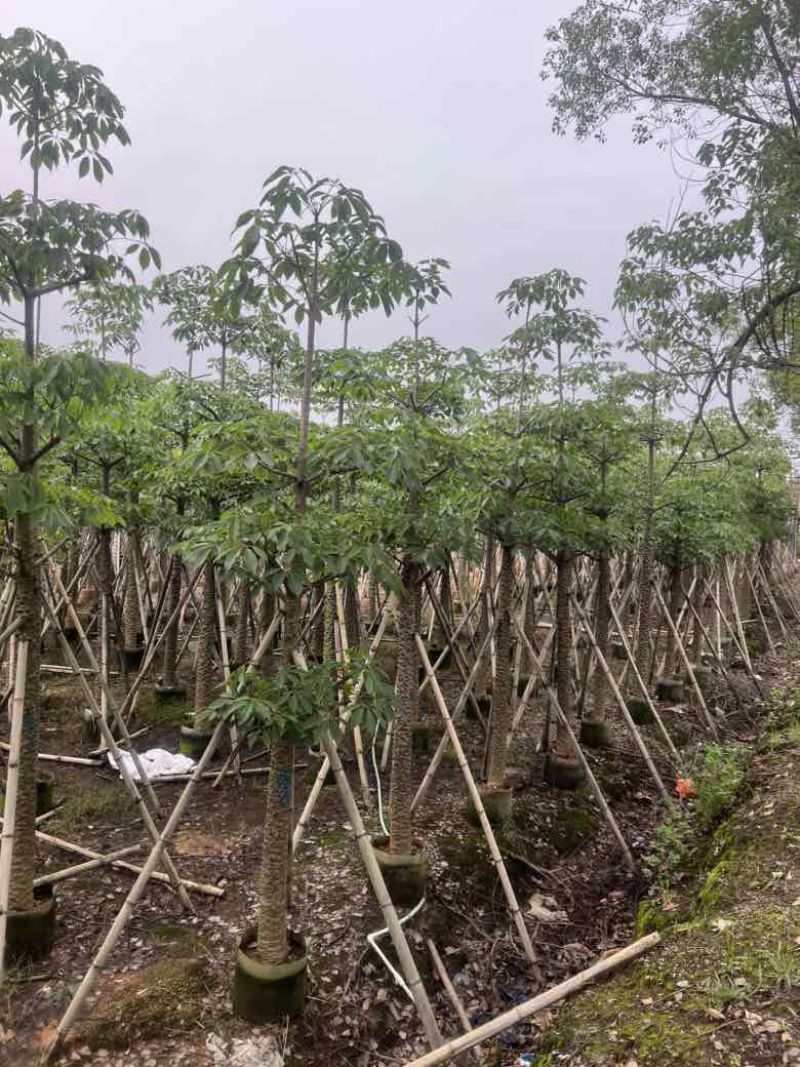 本地木棉3-30分，基地直销，一手货源，大量低价出售