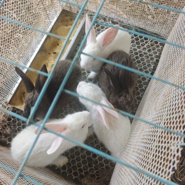 散养家兔肉