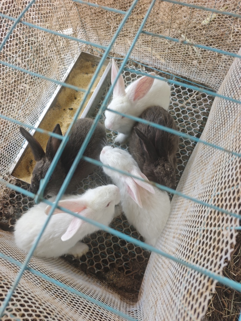 散养家兔肉