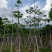 本地木棉3-30分，基地直销，一手货源，大量低价出售