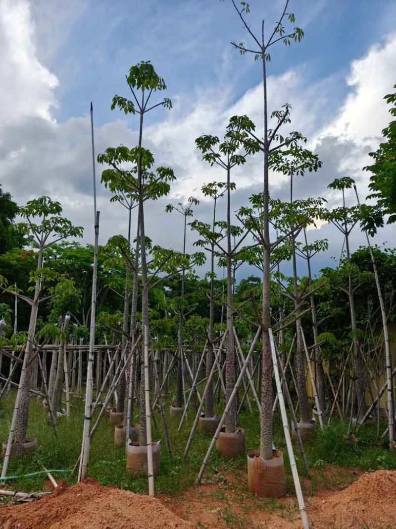 本地木棉3-30分，基地直销，一手货源，大量低价出售
