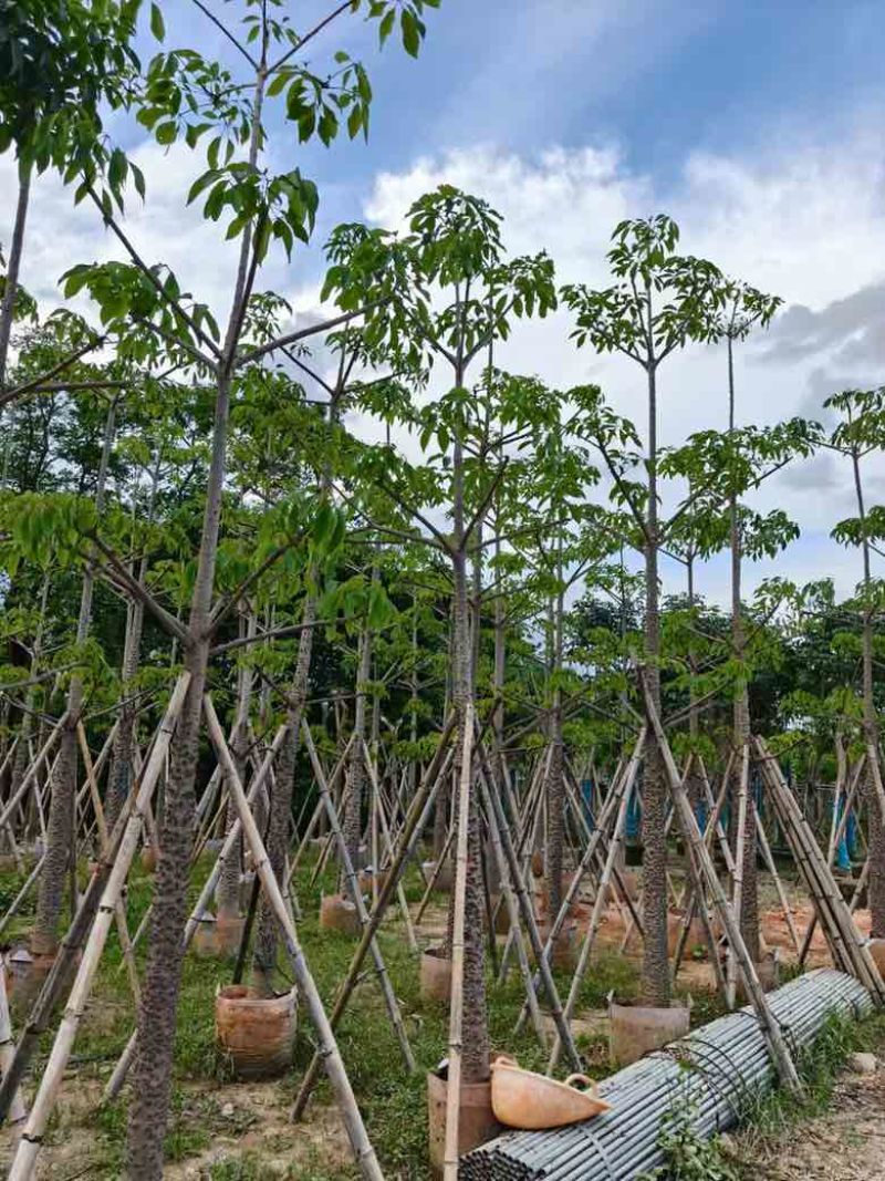 本地木棉3-30分，基地直销，一手货源，大量低价出售