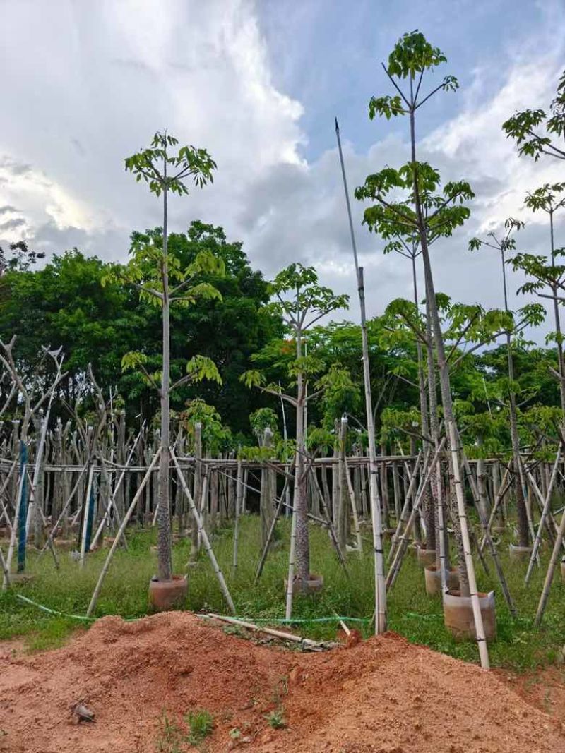 本地木棉3-30分，基地直销，一手货源，大量低价出售