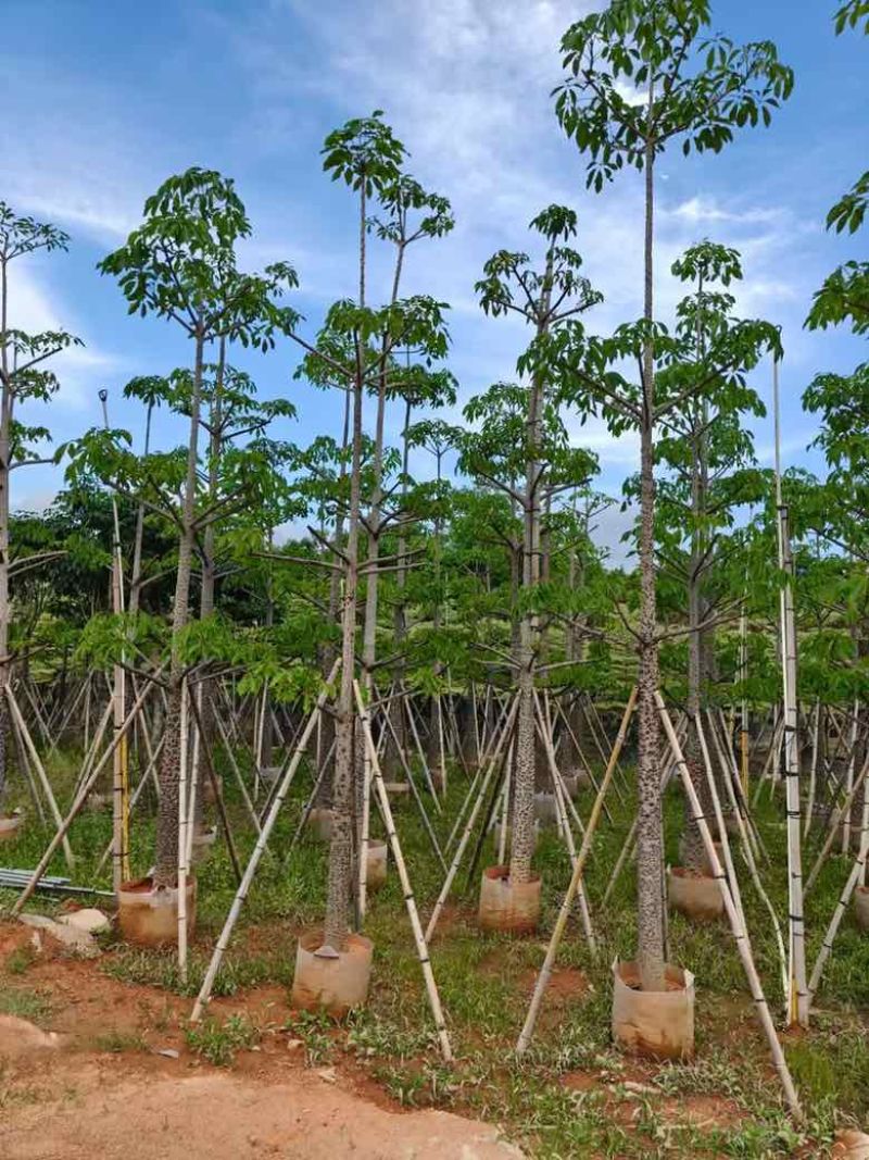 本地木棉3-30分，基地直销，一手货源各种规格，大量低价出售