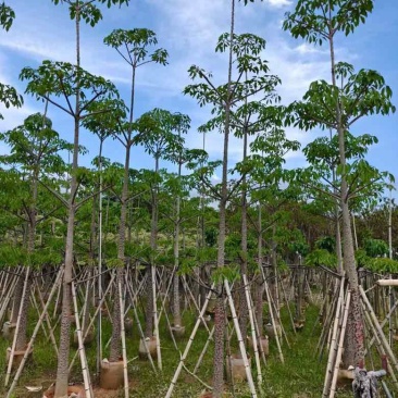 本地木棉3-30分，基地直销，一手货源各种规格，大量低价出售
