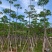本地木棉3-30分，基地直销，一手货源各种规格，大量低价出售