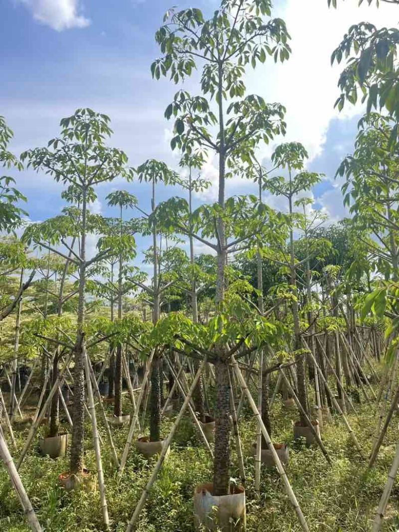 本地木棉3-30分，基地直销，一手货源各种规格，大量低价出售