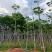 本地木棉3-30分，基地直销，一手货源各种规格，大量低价出售