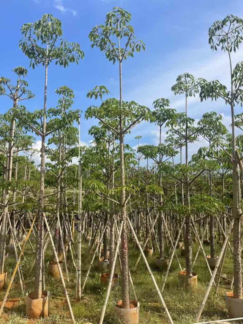 本地木棉3-30分，基地直销，一手货源各种规格，大量低价出售