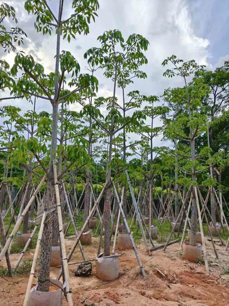 本地木棉3-30分，基地直销，一手货源各种规格，大量低价出售