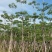 本地木棉3-30分，基地直销，一手货源各种规格，大量低价出售