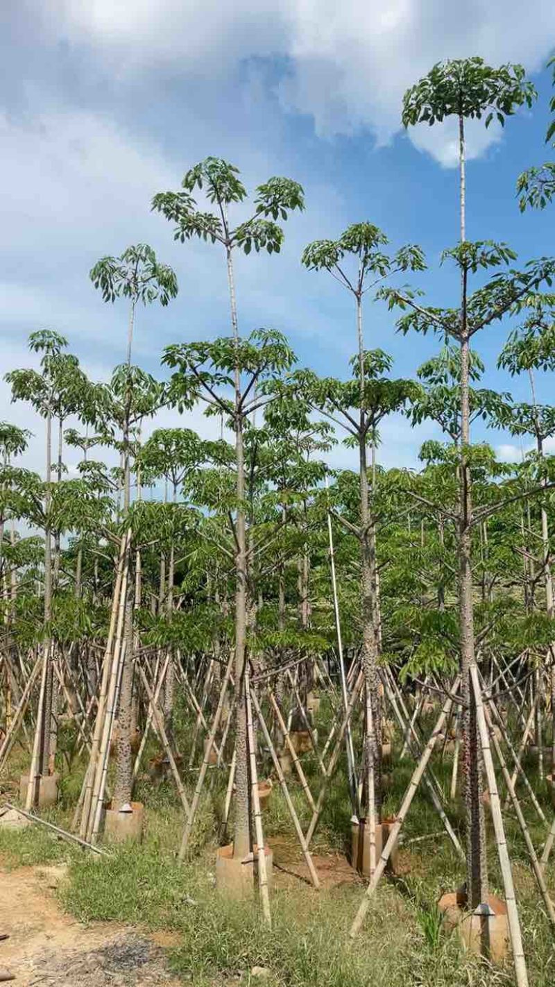 本地木棉3-30分，基地直销，一手货源各种规格，大量低价出售