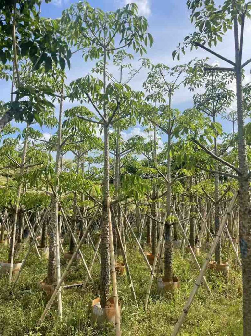 本地木棉3-30分，基地直销，一手货源各种规格，大量低价出售