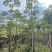 本地木棉3-30分，基地直销，一手货源各种规格，大量低价出售
