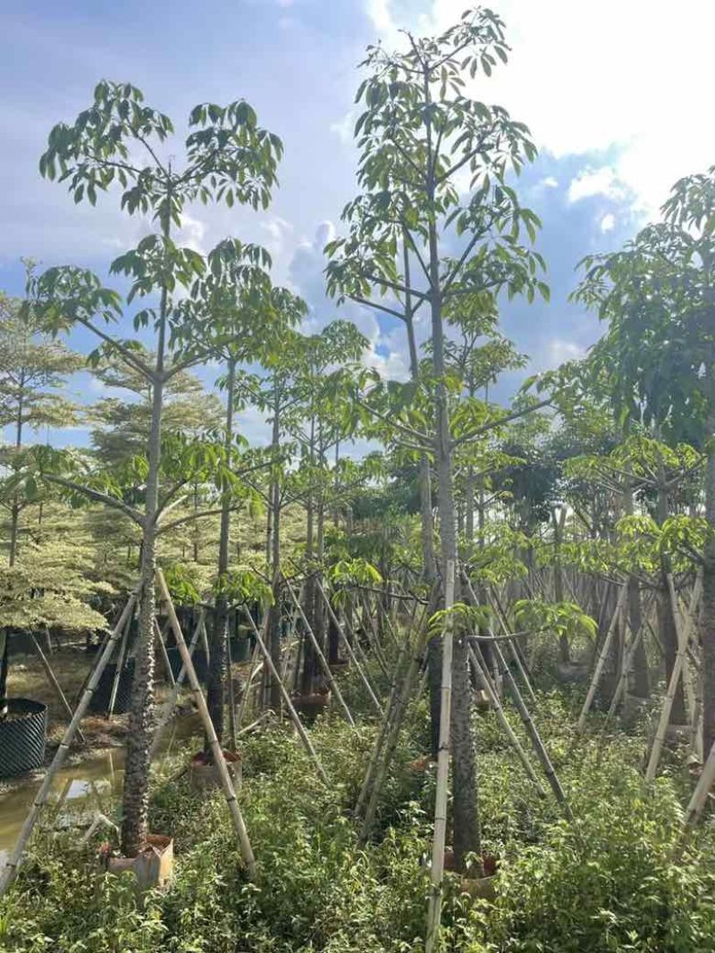 本地木棉3-30分，基地直销，一手货源各种规格，大量低价出售