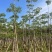 本地木棉3-30分，基地直销，一手货源各种规格，大量低价出售