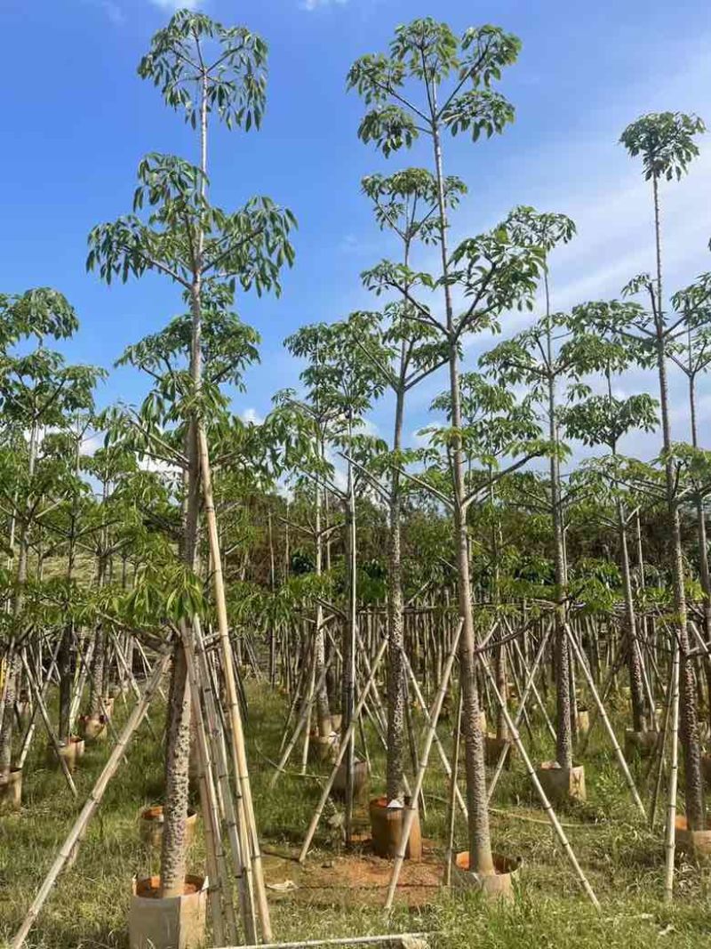本地木棉3-30分，基地直销，一手货源各种规格，大量低价出售