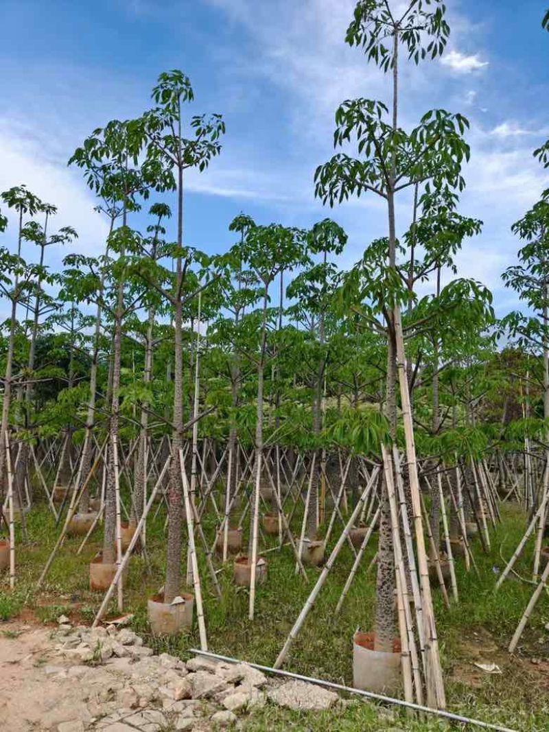 本地木棉3-30分，基地直销，一手货源各种规格，大量低价出售