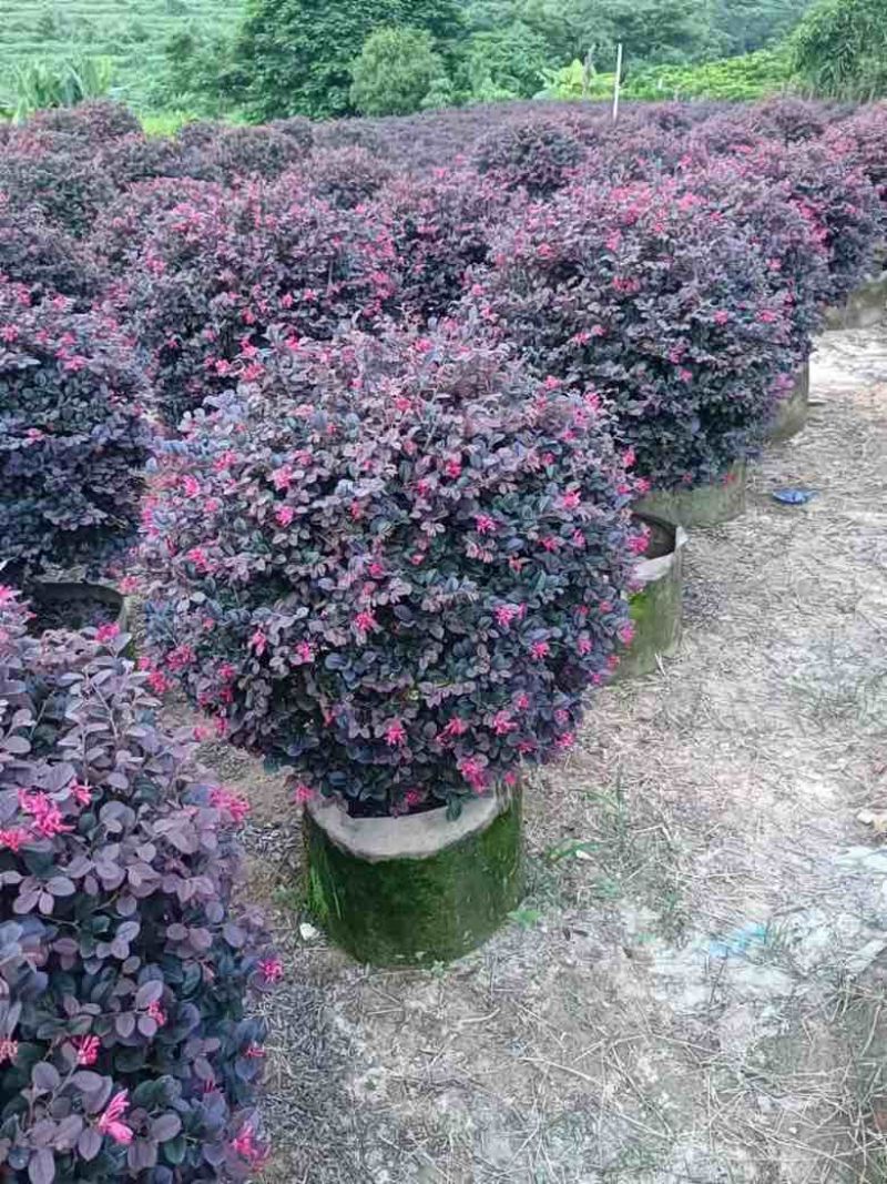 红继木球50-120高，基地直销，一手货源，大量低价出售