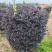 红继木球50-120高，基地直销，一手货源，大量低价出售