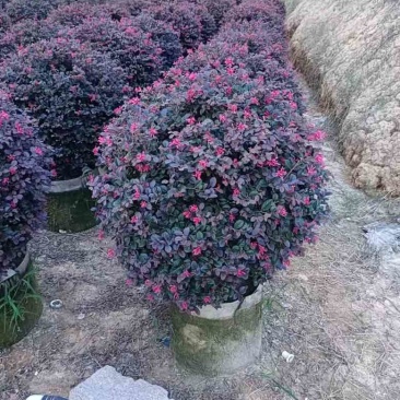红继木球50-120高，基地直销，一手货源，大量低价出售