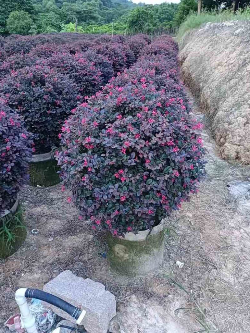 红继木球50-120高，基地直销，一手货源，大量低价出售